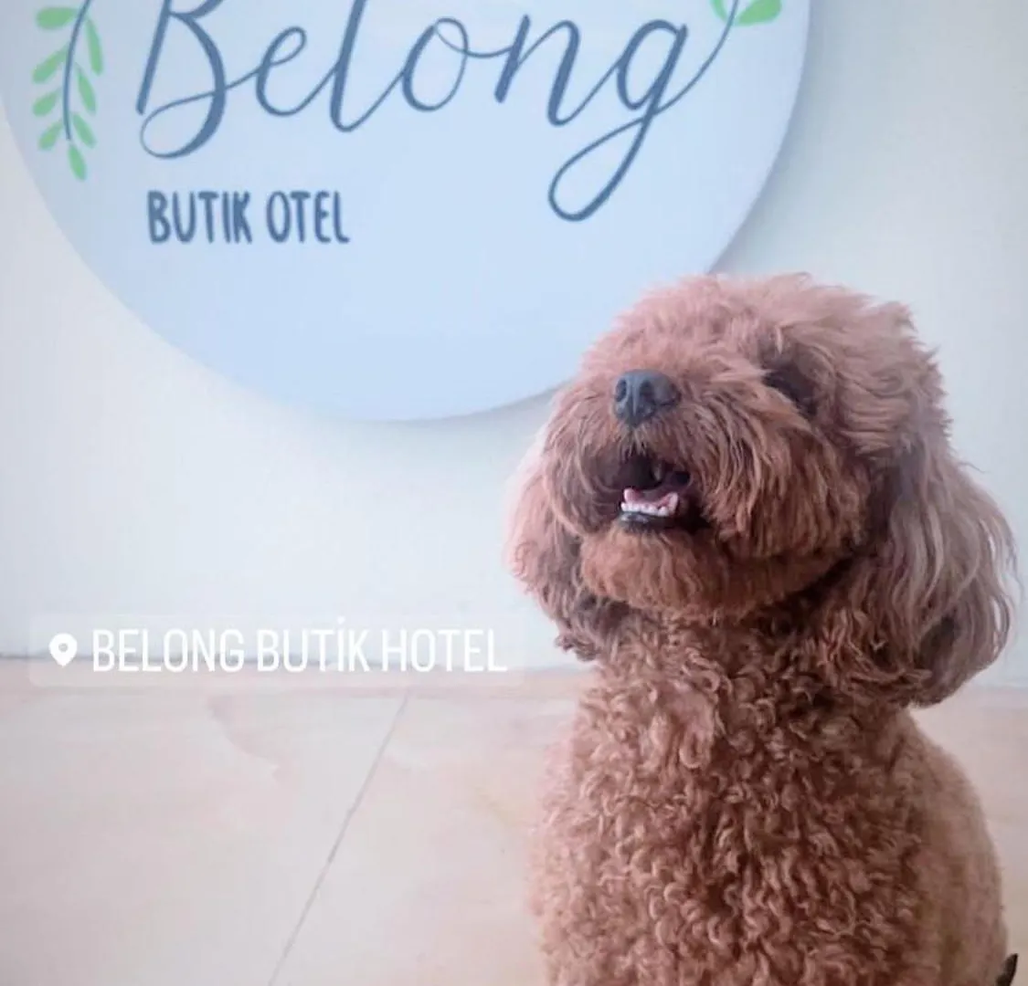 Belong Butik Otel Çeşme 0*,